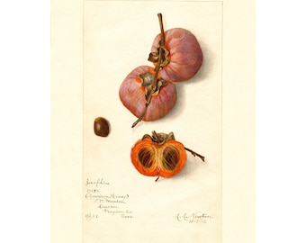 Pomological Watercolor Collection : American Honey Persimmon (c. 1886-1916) - Giclee Fine Art Print - Framed/Unframed/Canvas