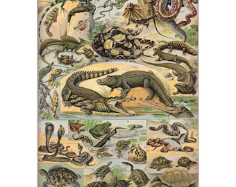 Reptiles Vintage Lithograph from 1920 - Framed/Unframed