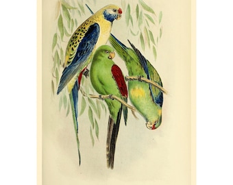 Blue-cheeked Parrot Giclee Fine Art Print - Framed/Unframed