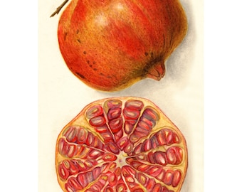 May include: A watercolor painting of a pomegranate. The fruit is shown whole and cut in half, revealing the red seeds inside.