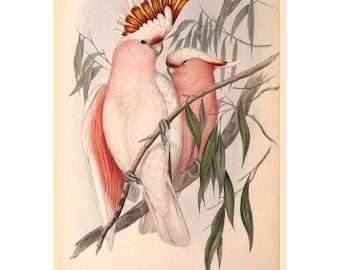 Leadbeater&#39;s or Major Mitchell&#39;s Cockatoo Giclee Fine Art Print - Framed/Unframed
