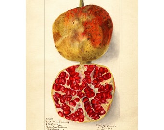 Pomological Watercolor Collection : Pomegranate (c. 1886-1916) - Giclee Fine Art Print - Framed/Unframed/Canvas