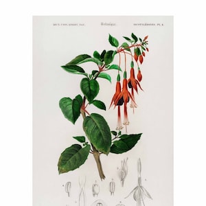 Hummingbird Fuchsia - Vintage Print by Charles Dessalines D&#39; Orbigny - Giclee Print - Framed/Unframed