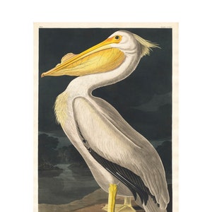 White Pelican - John James Audubon's Birds of America - Fine Art Print - Framed / Unframed / Canvas