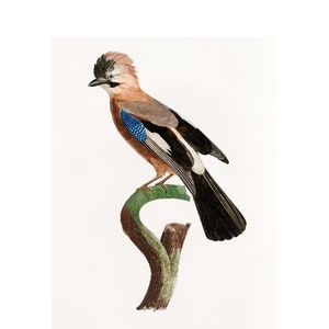 EURASIAN JAY Fine Art Print - A3/A4 Framed/Unframed