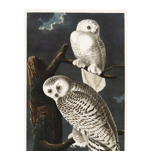 SNOWY OWL - &quot;Birds of America&quot;, 1827 by John Audubon Vintage Giclee Print - A4/A3 Framed/Unframed