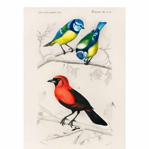 Birds - Vintage Print by Charles Dessalines D&#39; Orbigny - A2/A3/A4 Framed/Unframed