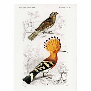Birds - Vintage Print by Charles Dessalines D&#39; Orbigny - A2/A3/A4 Framed/Unframed