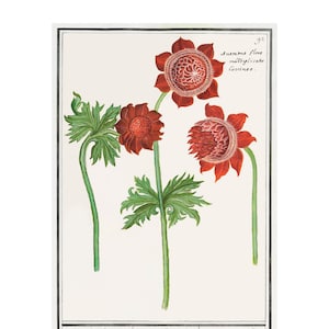 ANEMONE GICLEE PRINT - Antique Lithograph by Anselmus Boëtius de Boodt - A4/A3 Framed/Unframed