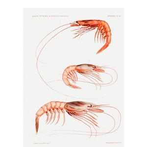 SHRIMP VARIETIES PRINT Résultats des Campagnes Scientifiques - A4/A3 Framed/Unframed