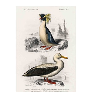 Birds Seagull - Vintage Print by Charles Dessalines D&#39; Orbigny - Giclee Print - Framed/Unframed