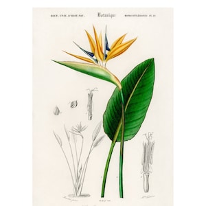 Bird of Paradise Flower - Vintage Print by Charles Dessalines D&#39; Orbigny - Giclee Print - Framed/Unframed