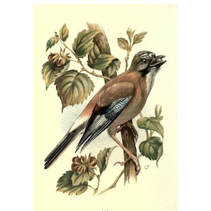 EURASIAN JAY - Antique Lithograph - Giclee Print - Framed/Unframed