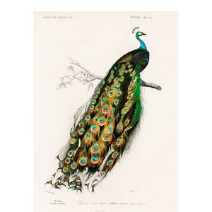 Peacock - 1892 Antique Lithograph by Charles Dessalines D&#39; Orbigny - Giclee Print - Framed/Unframed