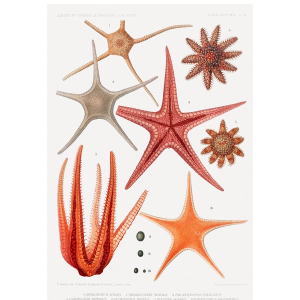 Starfish Varieties Fine Art Print - Illustration from Résultats des Campagnes Scientifiques, 1848 - Framed/Unframed