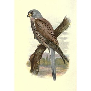 KESTREL - Antike Lithographie - Giclée-Druck - Gerahmt / Ungerahmt