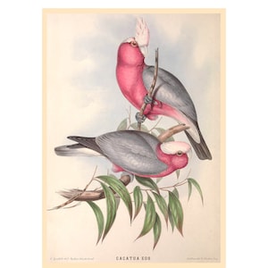 Pink and Grey Cockatoo or Galah Giclee Fine Art Print - Framed/Unframed