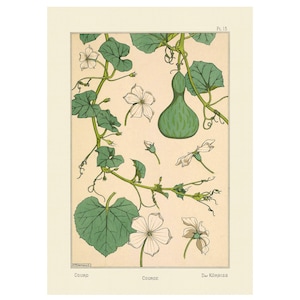 Plants and Their Application to Ornament : Pumpkin (1896) - Giclee Fine Art Print - Framed/Unframed/Canvas