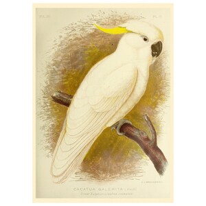 Gelbhaubenkakadu Fine Art Print - Gerahmt/Ungerahmt