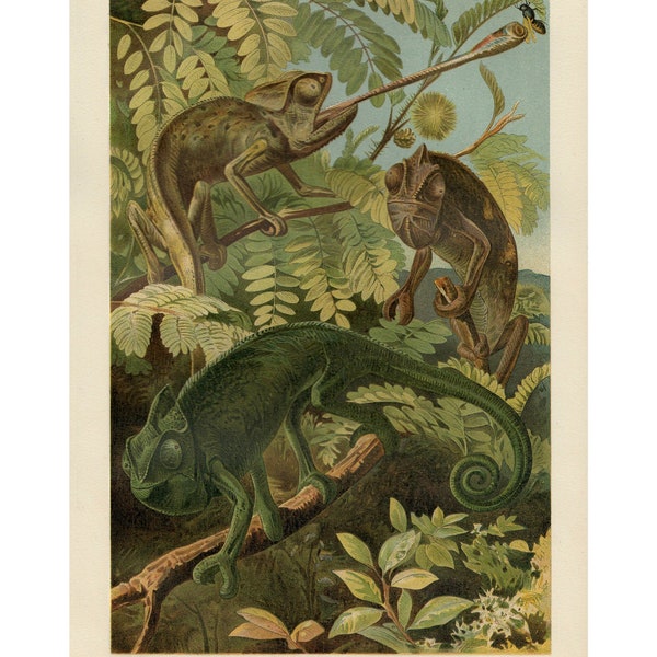 Chameleons Fine Art Print Antique Lithograph 1908 - Framed/Unframed