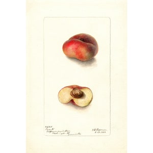 Pomological Watercolor Collection : Chinese Flat Peach (c. 1886-1916) - Giclee Fine Art Print - Framed/Unframed/Canvas