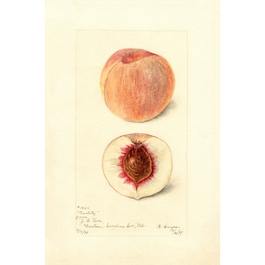 Pomological Watercolor Collection : Peach (c. 1886-1916) - Giclee Fine Art Print - Framed/Unframed/Canvas