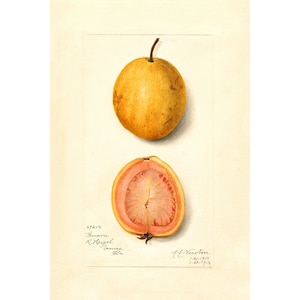 Pomological Watercolor Collection : Guava (c. 1886-1916) - Giclee Fine Art Print - Framed/Unframed/Canvas