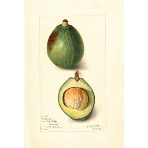 Pomological Watercolor Collection : Avocado (c. 1886-1916) - Giclee Fine Art Print - Framed/Unframed/Canvas