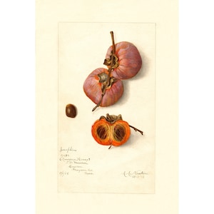 Pomological Watercolor Collection : American Honey Persimmon (c. 1886-1916) - Giclee Fine Art Print - Framed/Unframed/Canvas