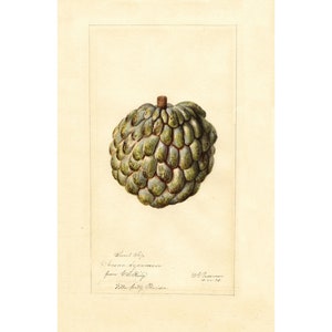 Pomological Watercolor Collection : Sugar Apples (c. 1886-1916) - Giclee Fine Art Print - Framed/Unframed/Canvas