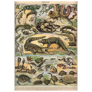 Op de afbeelding: Een geïllustreerde kaart met reptielen, met een verscheidenheid aan soorten, waaronder krokodillen, slangen, hagedissen, schildpadden en kikkers. De kaart is genummerd en elk reptiel is benoemd. De kaart heeft de titel "REPTILEN".