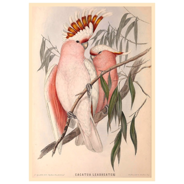 Leadbeater's or Major Mitchell's Cockatoo Giclee Fine Art Print - Framed/Unframed