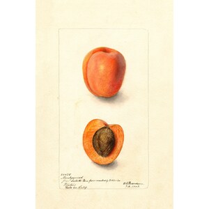 Pomological Watercolor Collection : Apricot (c. 1886-1916) - Giclee Fine Art Print - Framed/Unframed/Canvas