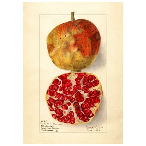 Pomological Watercolor Collection : Pomegranate (c. 1886-1916) - Giclee Fine Art Print - Framed/Unframed/Canvas