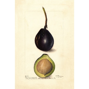 Pomological Watercolor Collection : Avocado (c. 1886-1916) - Giclee Fine Art Print - Framed/Unframed/Canvas
