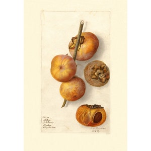 Pomological Watercolor Collection : Persimmon (c. 1886-1916) - Giclee Fine Art Print - Framed/Unframed/Canvas