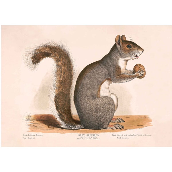Écureuil Marmotte Wild Animal vintage Giclee Art Print