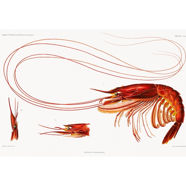 SHRIMP Illustration PRINT Résultats des Campagnes Scientifiques - Framed/Unframed