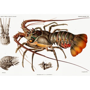 Lobster Fine Art Print - Illustration from Résultats des Campagnes Scientifiques by Albert I, Prince of Monaco (1848) - Framed/Unframed