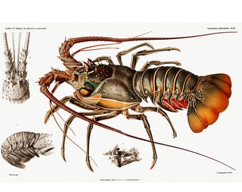 Lobster Fine Art Print - Illustration from Résultats des Campagnes Scientifiques by Albert I, Prince of Monaco (1848) - Framed/Unframed