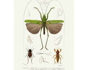 Fine Art Print Grasshopper Locust and Cricket Vintage Lithograph A4A3 FramedUnframed