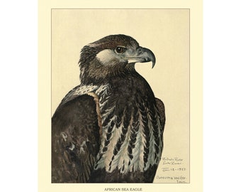 AFRICAN SEA EAGLE Vintage Giclee Print - A4/A3 Framed/Unframed