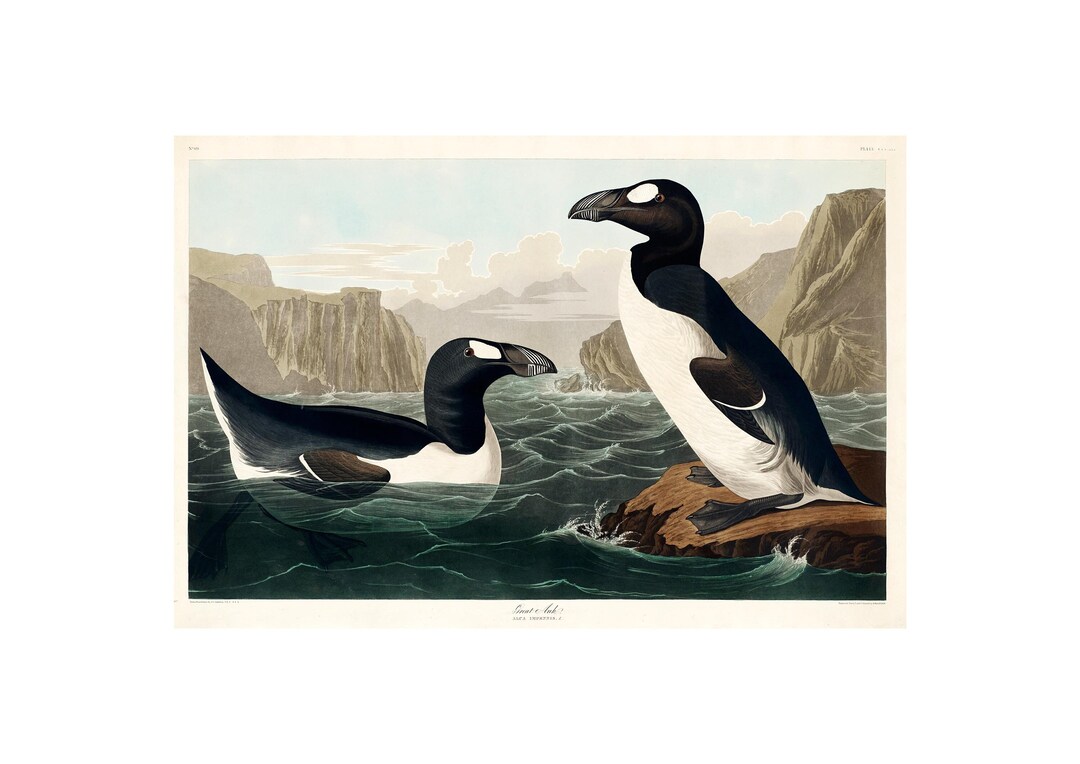 アンティーク　プリント　フレーム　GREAT  AUK il_1080xN.3313103007_7dj6.jpg