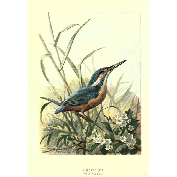 KINGFISHER - Antique Lithograph - Giclee Print - Framed/Unframed