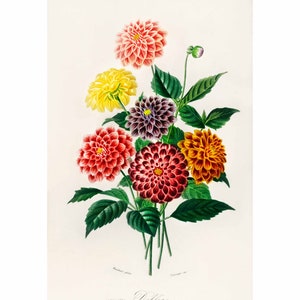 Flor Dália - Impressão Vintage de Charles Dessalines D&#39; Orbigny - Impressão Giclée - Emoldurado/Sem Moldura
