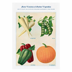 Parsnip, Peas, Pumpkin, Pepper Vintage Giclee Print - Framed/Unframed