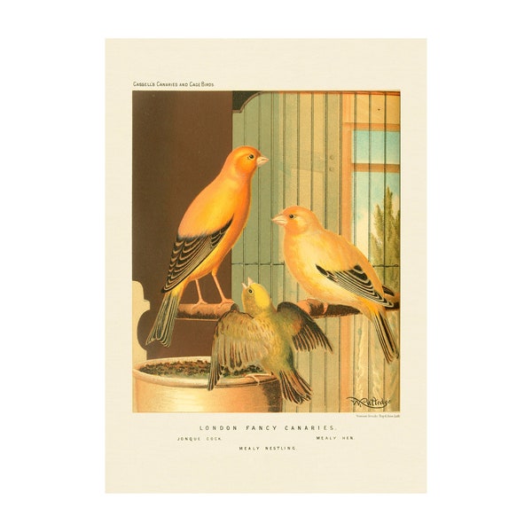 CANARY PRINT - Antique lithograph from 1880 - Framed/Unframed