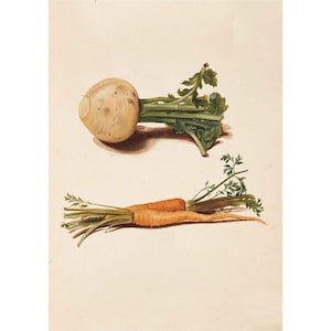 Vintage Carrots Turnips Vegetables Fruits Kitchen Art Giclee Print - A2/A3/A4 Framed/Unframed