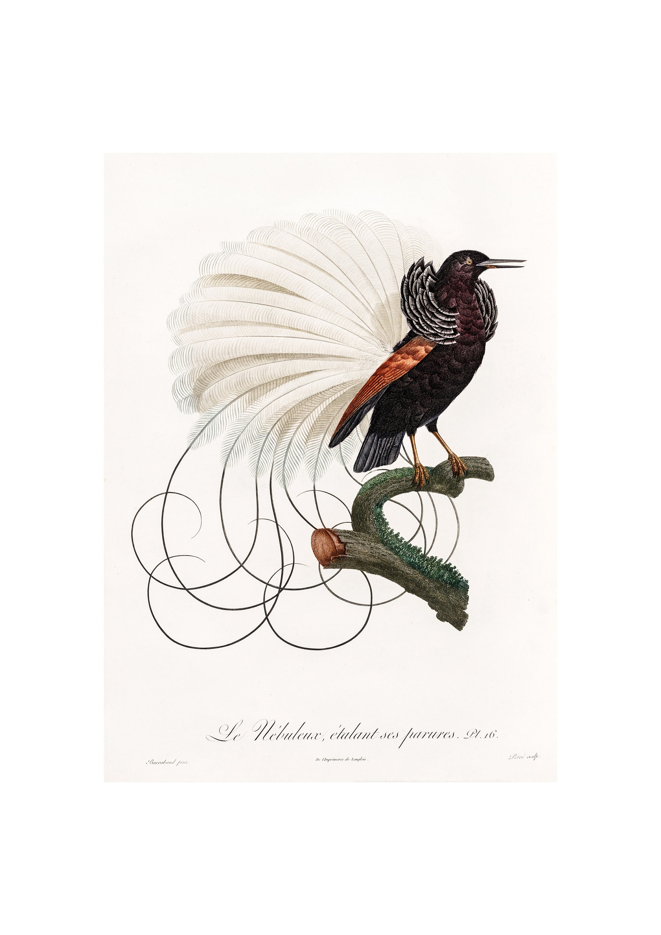 TWELVE-WIRED BIRD of Paradise Fine Art Print - A3/A4 Framed