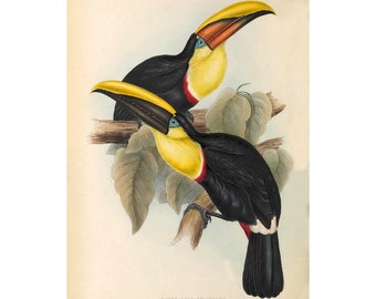 May include: Two toucans with black bodies, yellow beaks, and red markings on their throats are perched on a branch with green leaves. The toucans are facing different directions. The image is a vintage illustration with a white background.